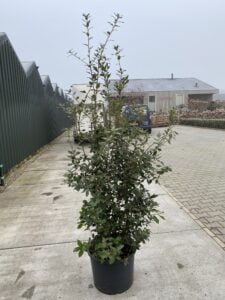 Quercus ilex , groenblijvende Steeneik