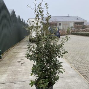 Quercus ilex , groenblijvende Steeneik