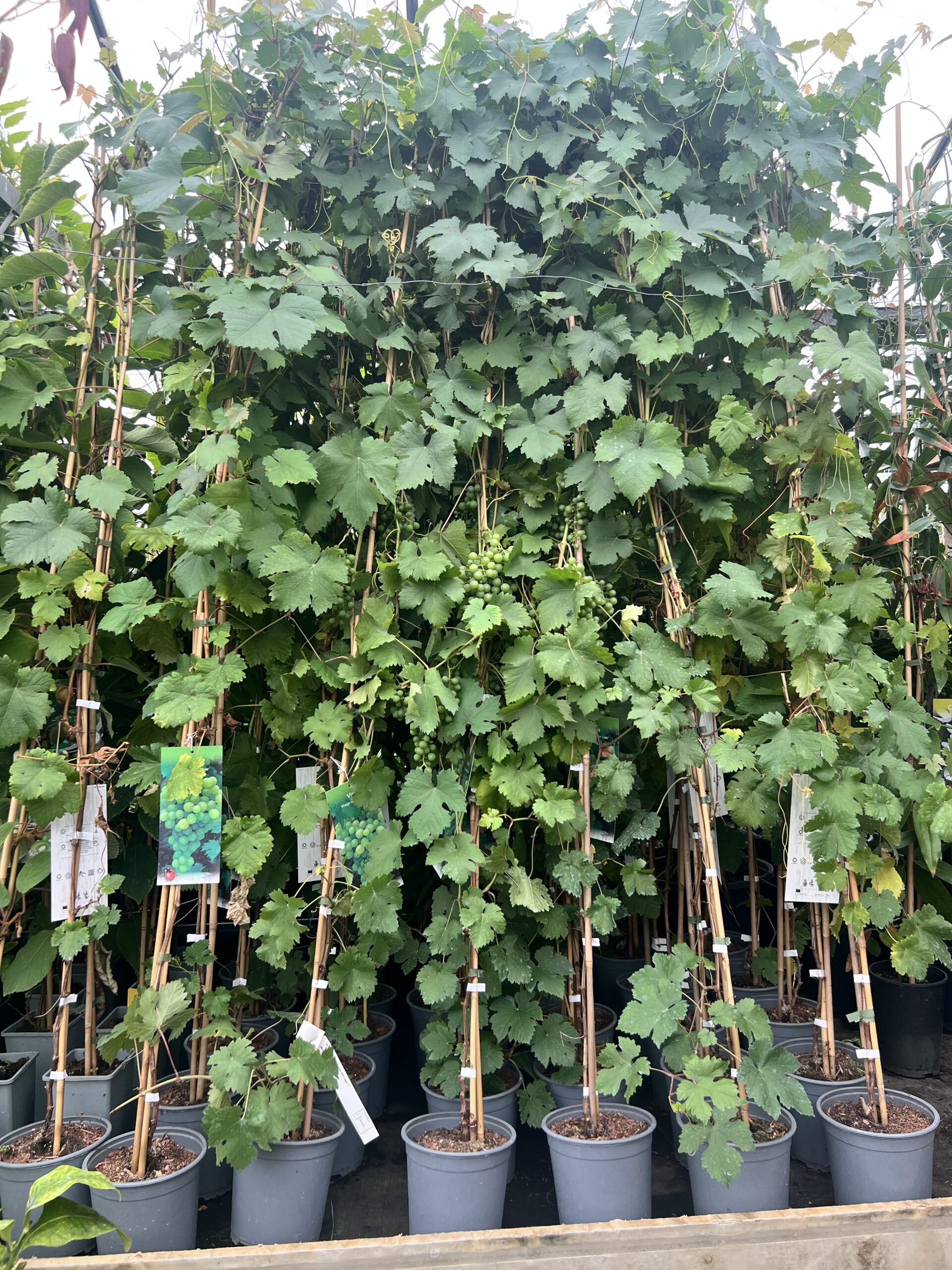 De Vitis vinifera - 'Vroege van der Laan' witte druif 175/200 cm