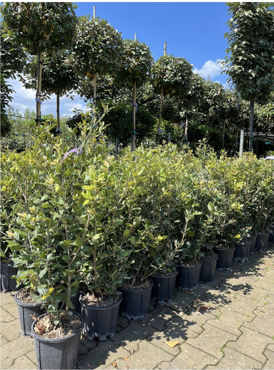 Quercus ilex - Steeneik  60/80 en 80/100 cm - Afbeelding 2