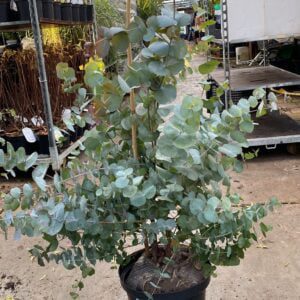 Eucalyptus Gunni, heerlijk geurende groenblijvende mediterrane plant
