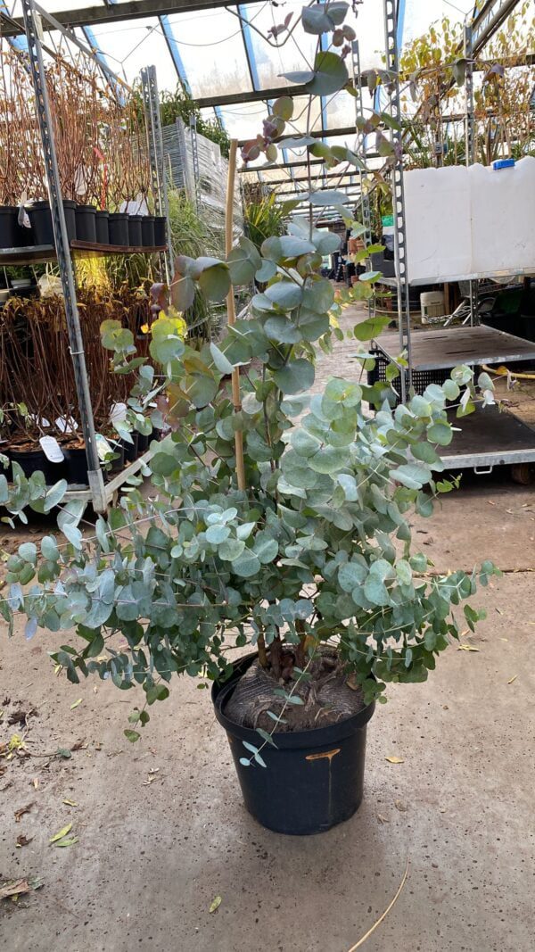 Eucalyptus Gunni, heerlijk geurende groenblijvende mediterrane plant