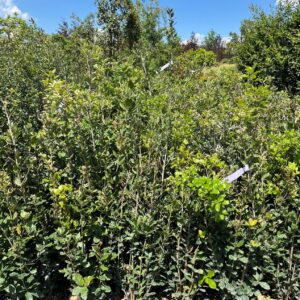 Quercus ilex - Steeneik  60/80 en 80/100 cm