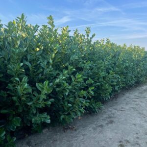 Prunus Laurocerasus “Rotundifolia” - laurier 40/60 t/m 160/180 cm