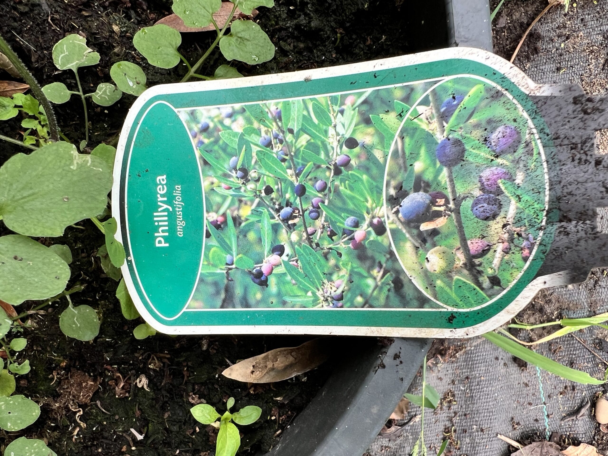 Phillyrea angustifolia - Steenlinde - Afbeelding 4