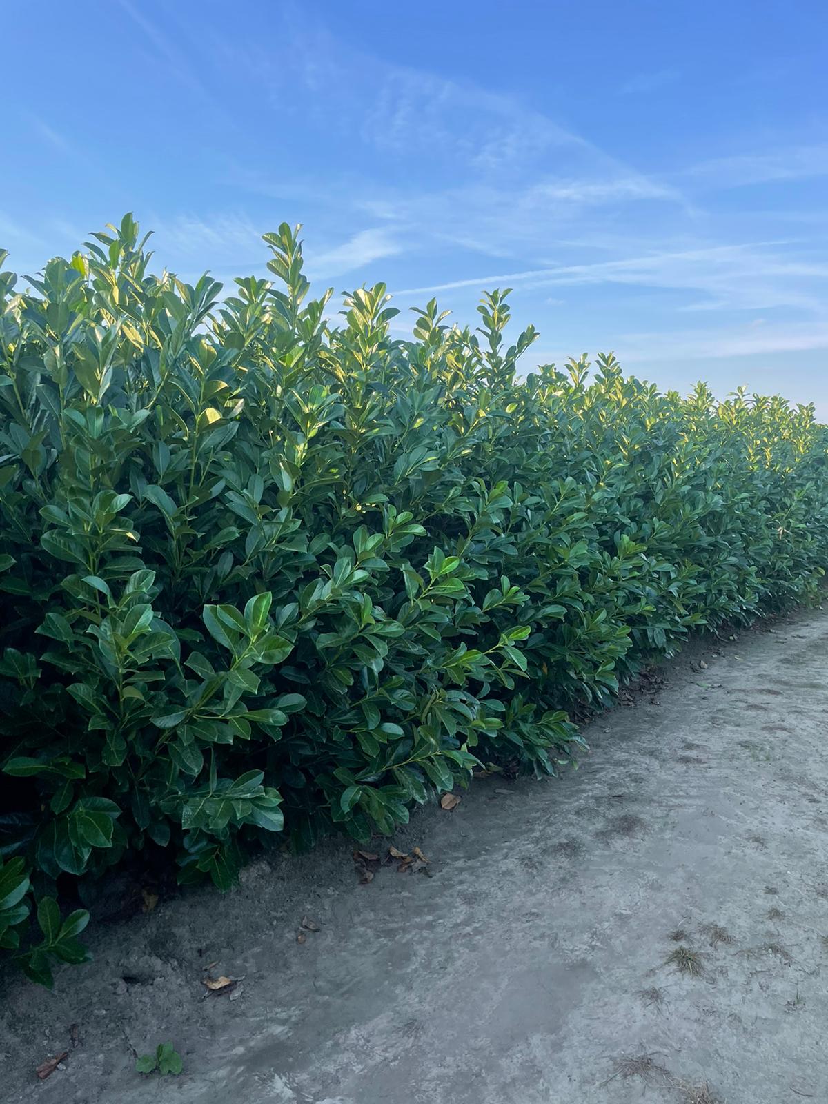 Prunus Laurocerasus “Rotundifolia” - laurier 40/60 t/m 160/180 cm