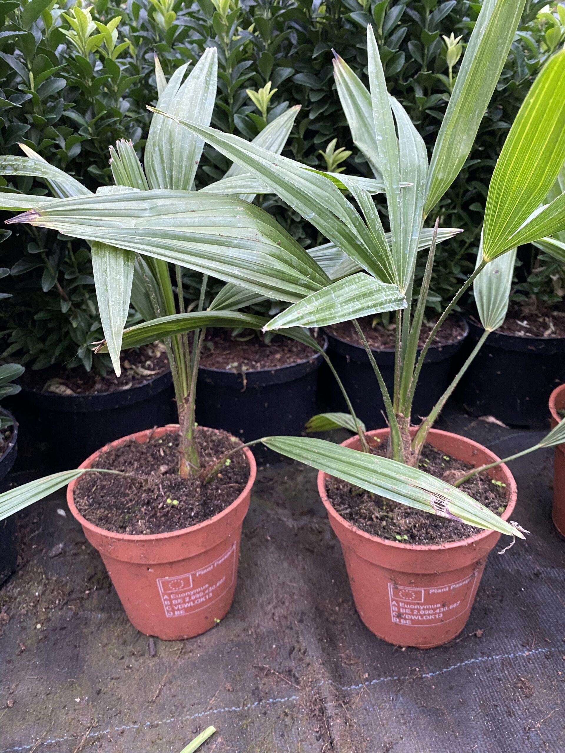 Trachycarpus Fortunei - Waaierpalm - Afbeelding 2