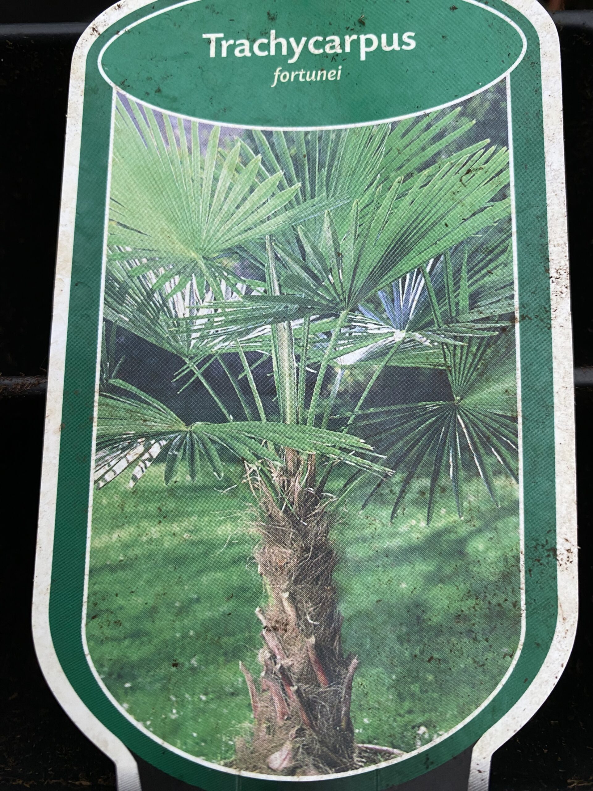 Trachycarpus Fortunei - Waaierpalm - Afbeelding 3