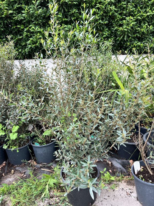 Phillyrea angustifolia steenijk