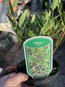 Phillyrea angustifolia - Steenlinde,