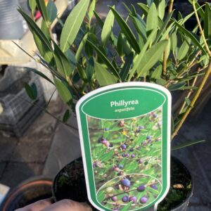 Phillyrea angustifolia - Steenlinde,