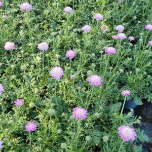 Scabiosa caucasica 'Perfecta' - Duifkruid , 4 maanden bloei