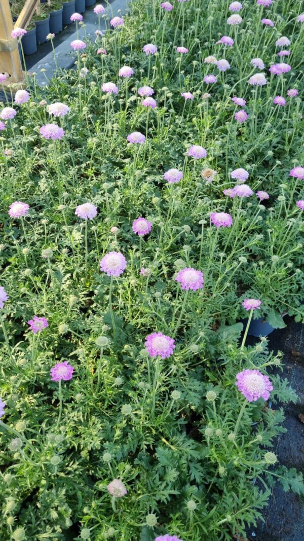 Scabiosa caucasica 'Perfecta' - Duifkruid , 4 maanden bloei