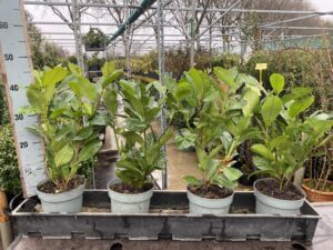 Prunus rotundifolia met 2 planten in één pot