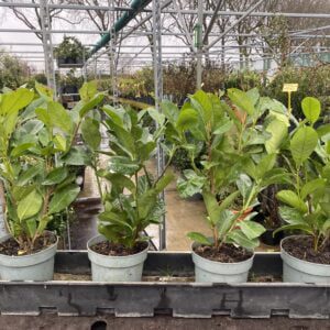 Prunus rotundifolia met 2 planten in één pot