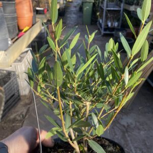 Phillyrea angustifolia - Steenlinde