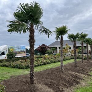 Trachycarpus Fortunei - Waaierpalm