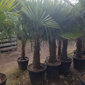 Trachycarpus fortunei, winterharde palmboom met stam van 70 cm