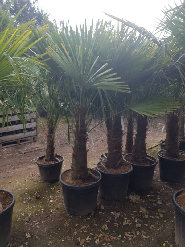 Trachycarpus fortunei, winterharde palmboom met stam van 70 cm