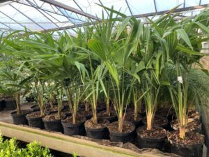 Trachycarpus fortuinei, groenblijvende betaalbare winterharde-15 palmboom