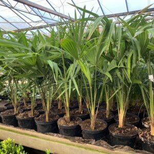 Trachycarpus fortuinei, groenblijvende betaalbare winterharde-15 palmboom