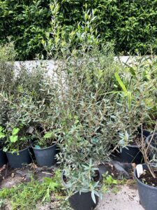 Phillyrea angustifolia steenijk