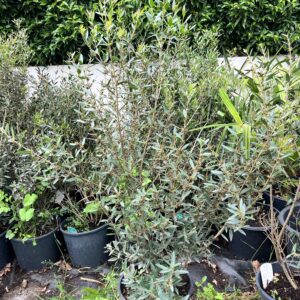 Phillyrea angustifolia steenijk