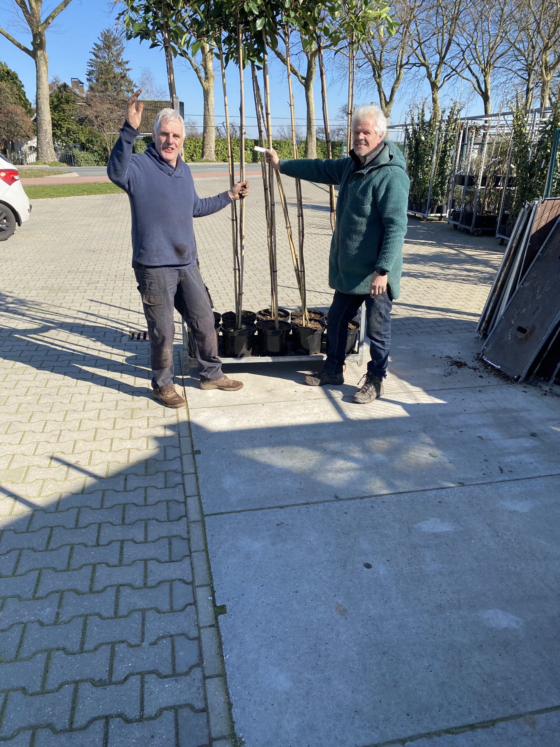 Photinia fraseri  - Glansmispel op stam van 150 cm