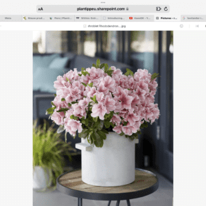 Rhododendron Encore® Autumn Sunburst Bloeit in voorjaar en in najaar
