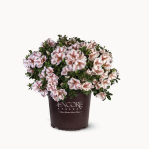 Rhododendron Encore® Autumn Starburst Bloeit 2 x in voor en najaar