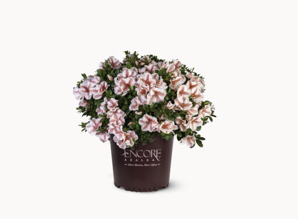 Rhododendron Encore® Autumn Starburst Bloeit 2 x in voor en najaar