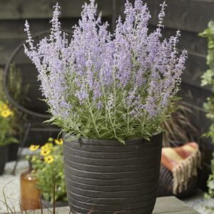 Perovskia Lacey Bleu, in pot, of in u tuin, slechts 40 cm hoog wordt deze blikvanger.