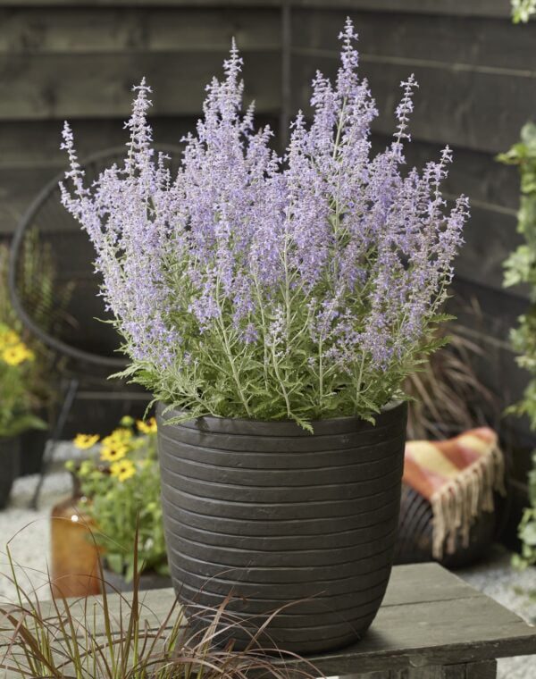 Perovskia Lacey Bleu, in pot, of in u tuin, slechts 40 cm hoog wordt deze blikvanger.