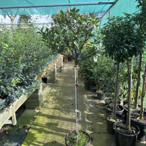 Photinia Carre rouge & Red Robbin op stam