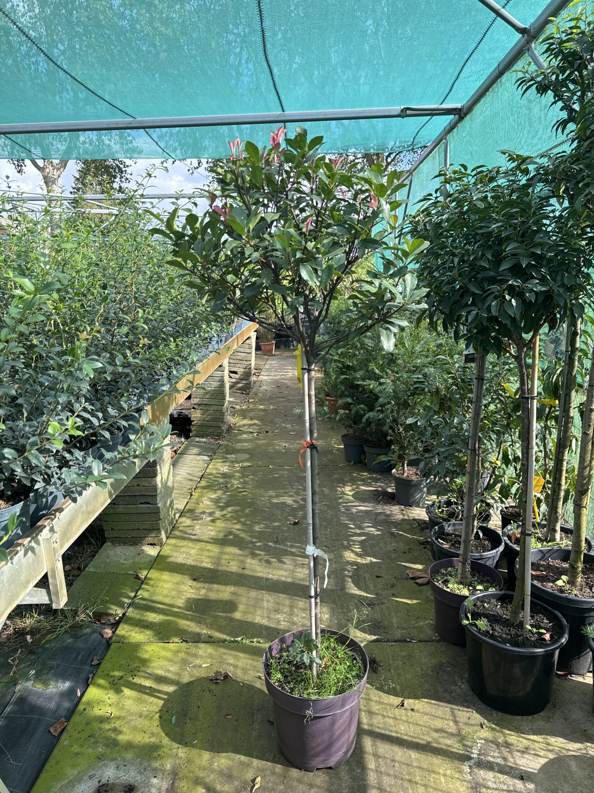 Photinia Carre rouge & Red Robbin op stam