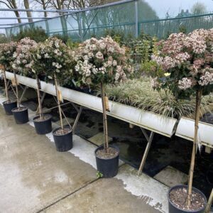 Viburnum Tinus op stam