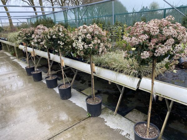 Viburnum Tinus op stam