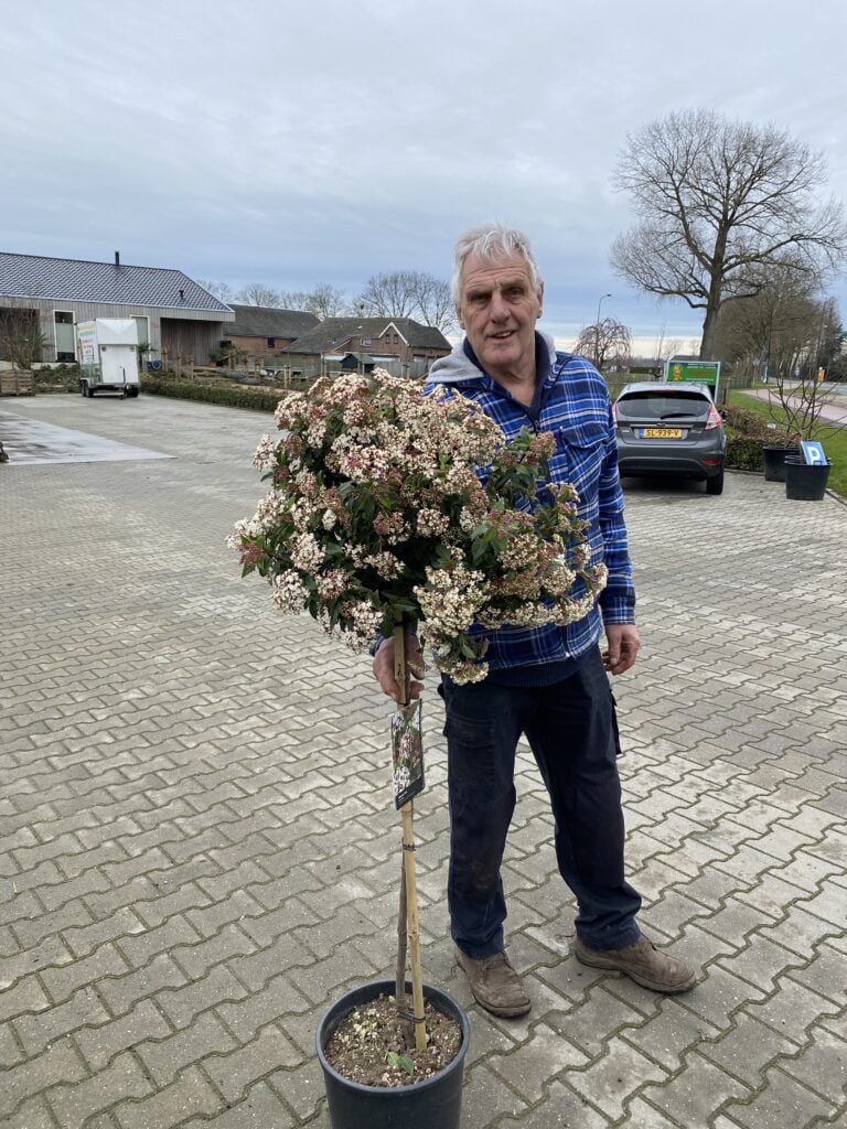 Een grote plant gaat naar een blije klant.