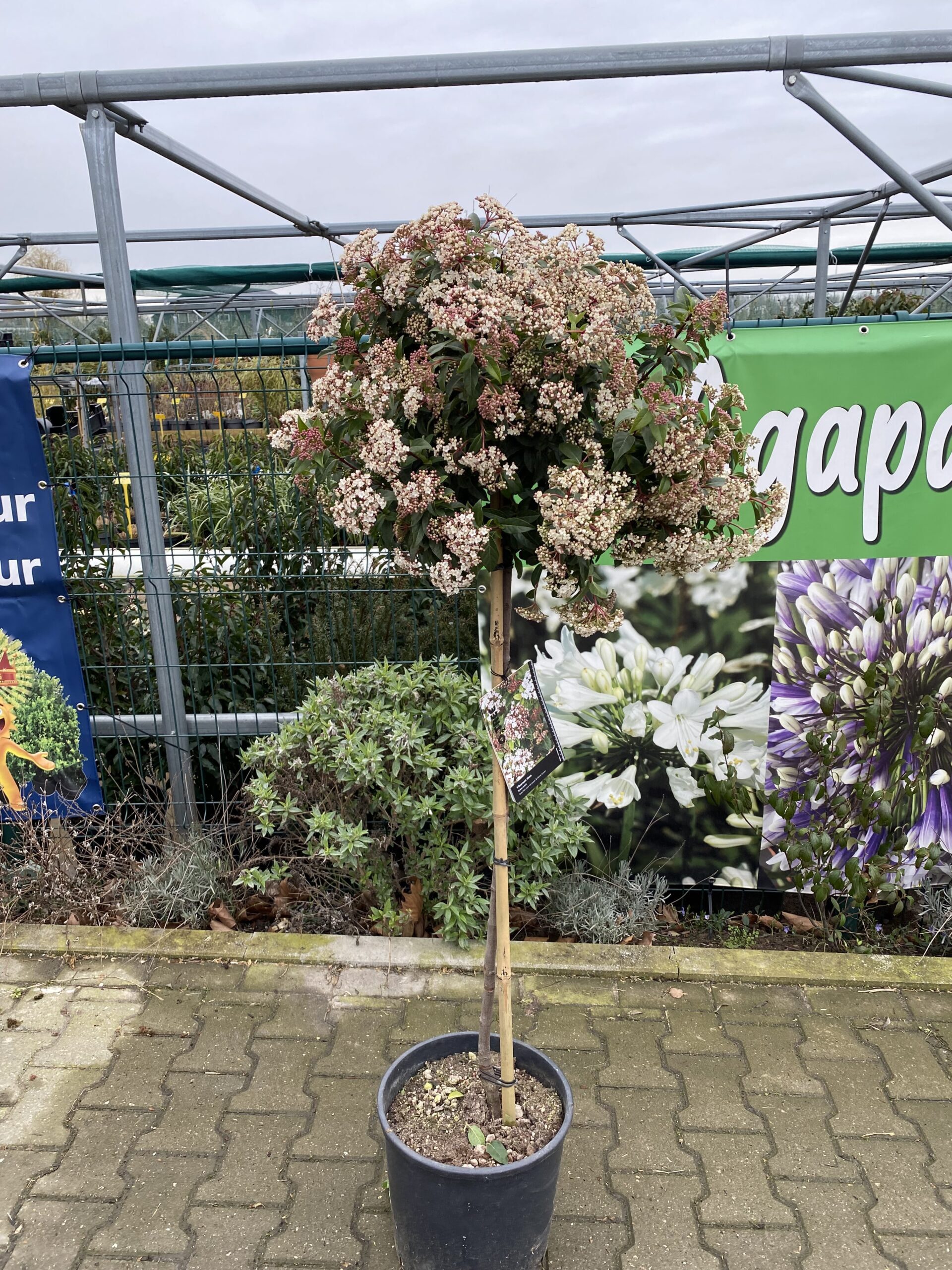 Viburnum Tinus op Stam 110 cm en 40/50 doorsnee - Afbeelding 3