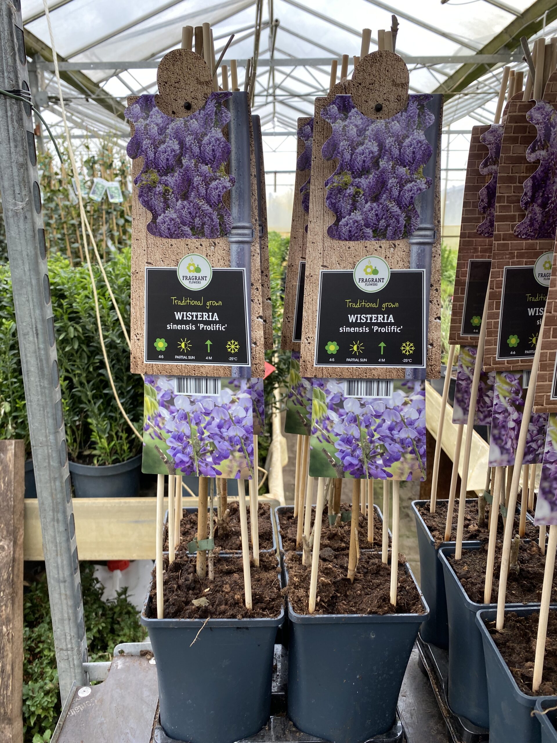 Wisteria sinensis - blauwe en witte regen - Afbeelding 2