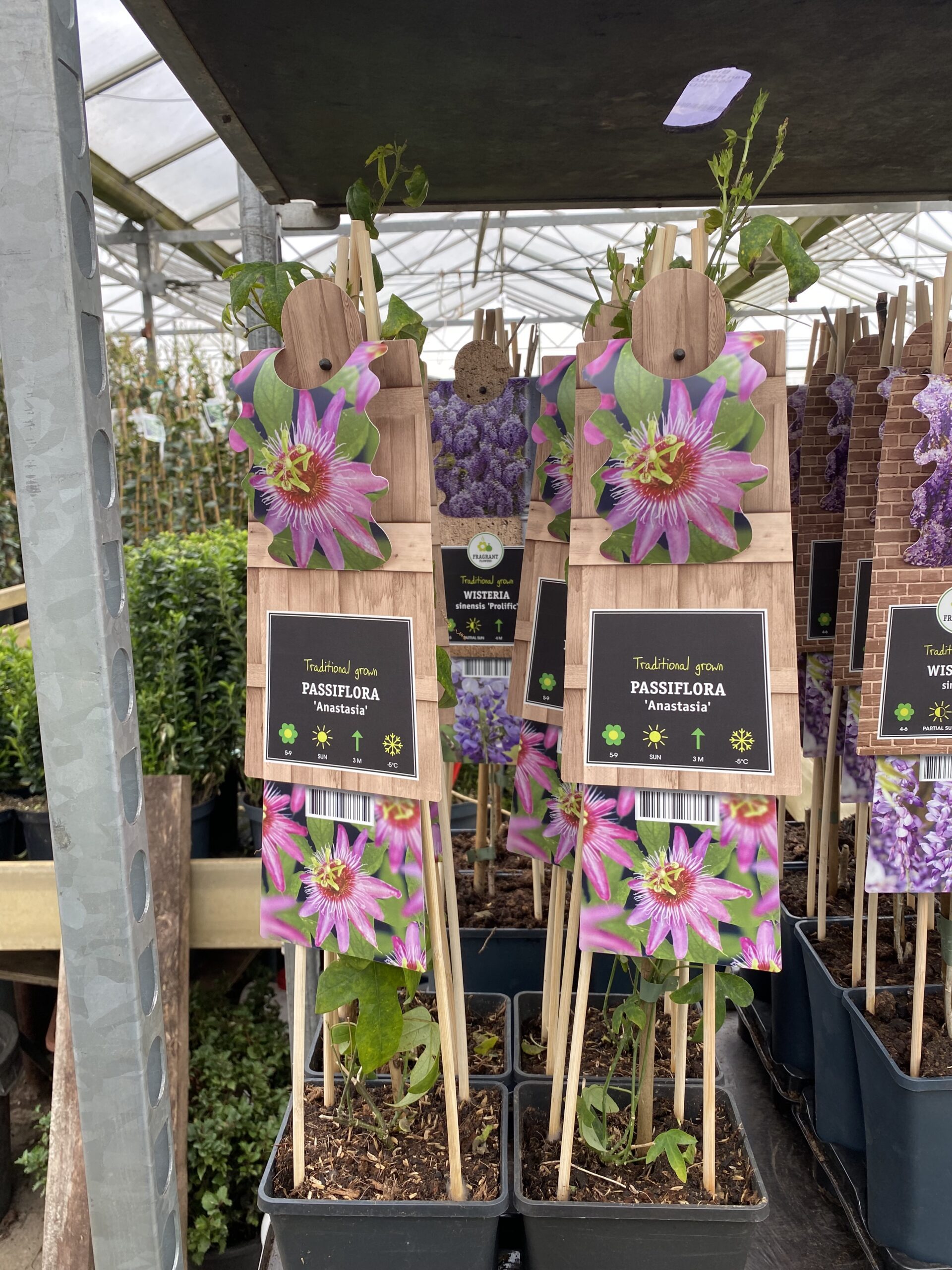 Passiflora Anastasia een aparte passiebloem met lange bloeitijd.