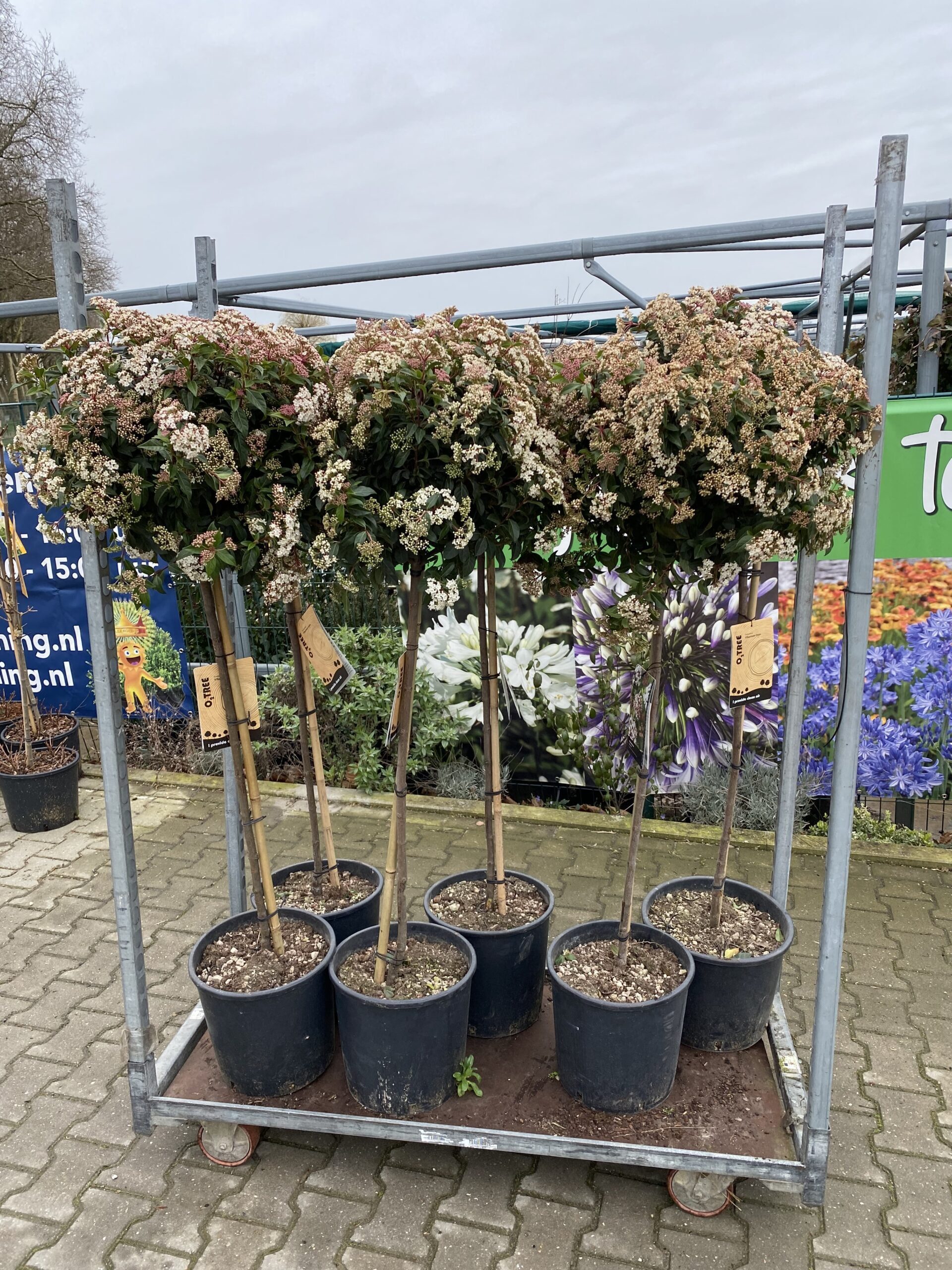 Viburnum Tinus op Stam 110 cm en 40/50 doorsnee - Afbeelding 2