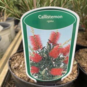 Callistemon rigidus - lampepoetser