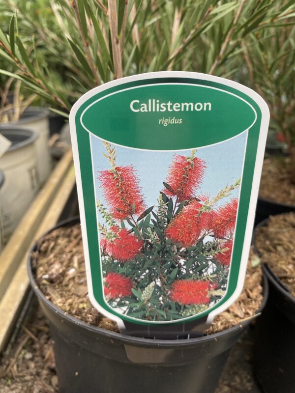 Callistemon rigidus - lampepoetser