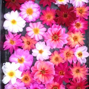 Dahlia zaailingen, in vele kleuren