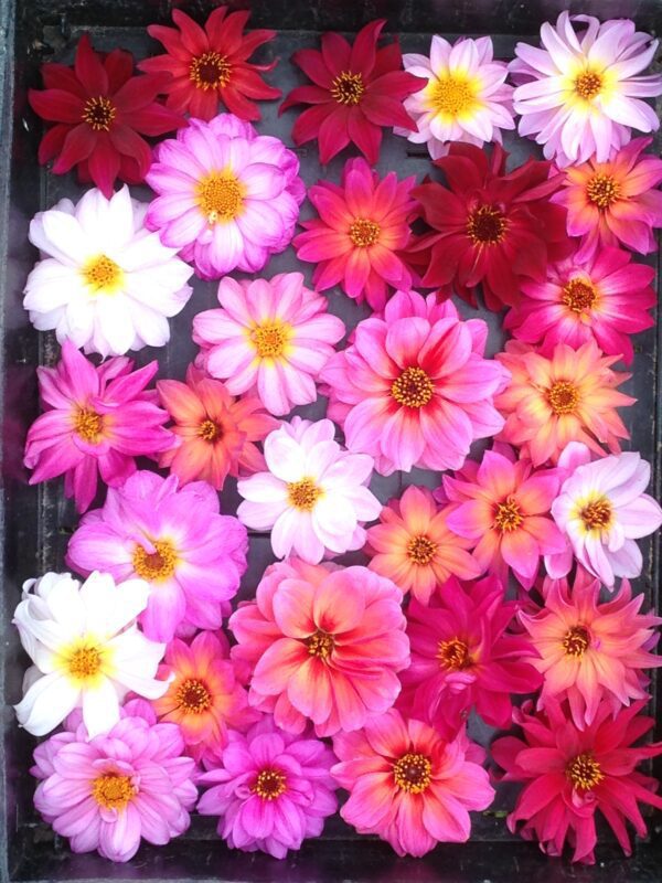 Dahlia zaailingen, in vele kleuren