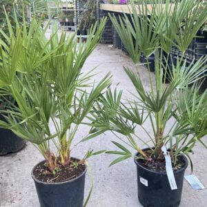 Chamaerops humilis - dwergpalm,