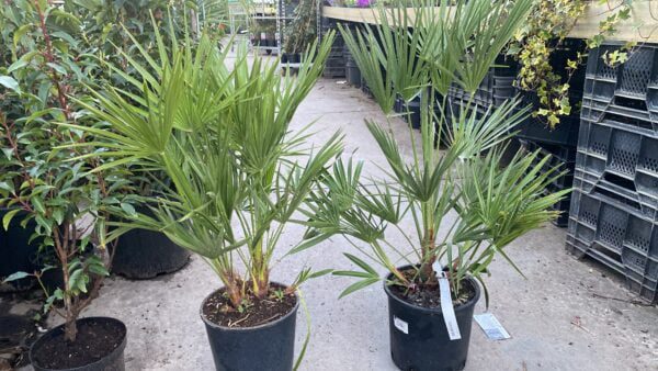 Chamaerops humilis - dwergpalm,