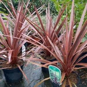 Cordeline Australis Red Star