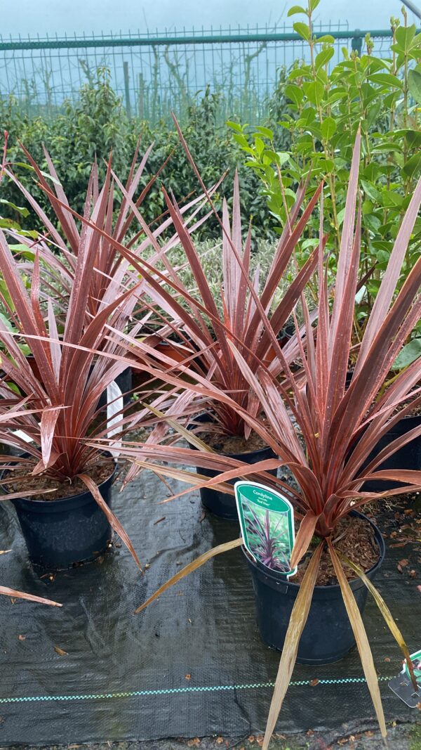 Cordeline Australis Red Star